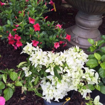 Spring is Here – Watering and Fertilizing Reminders