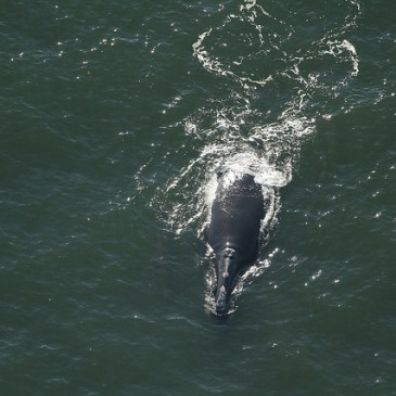 Scientists: Seismic Testing Could Be the End of Right Whales