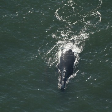 Whales Are Back!