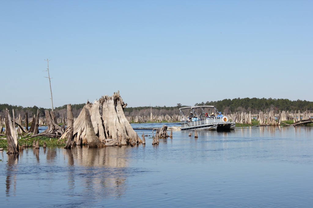 The stump on the left was once a cypress tree, whose size can be guessed at by comparing it to the pontoon boat next to it. (Photo: Lisa Grubba)