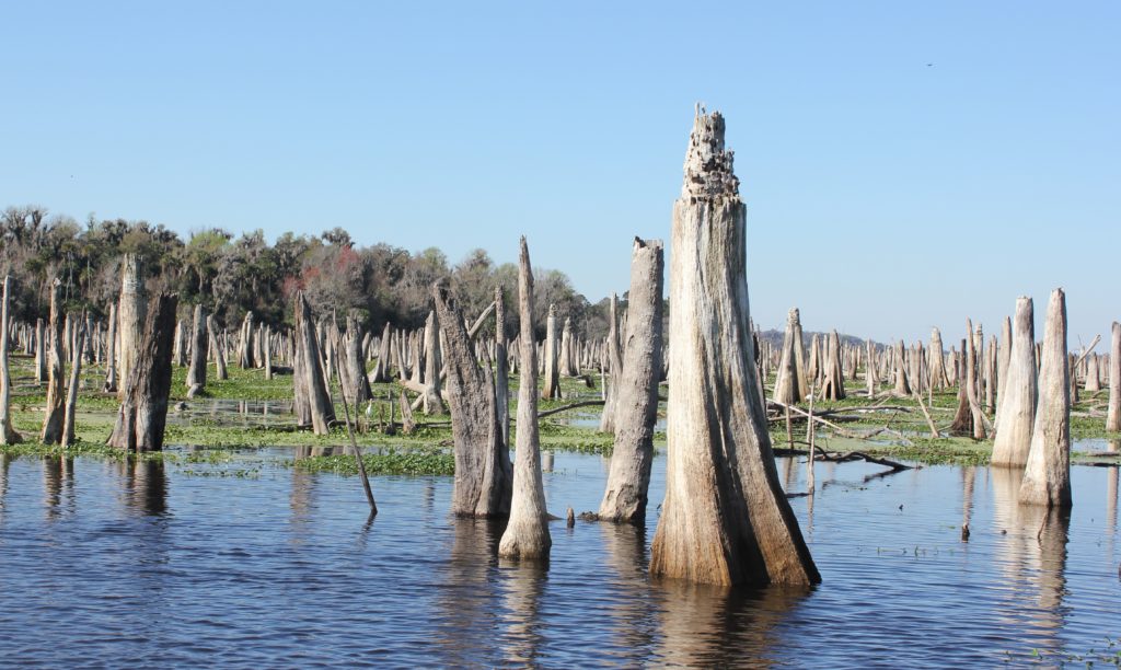When water is released from Rodman Dam, remnants of the original flooded forest can be seen. One local guide calls it a "tree graveyard." (Photo: Lisa Grubba)
