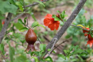 Pomegranate. (Photo: Lisa Grubba)