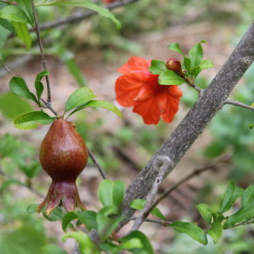 The Proof is in the Produce; How a Community Effort Nourishes a Neighborhood.