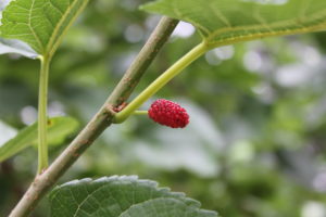 Mullberries are just beginning to ripen. (Photo: Lisa Grubba)