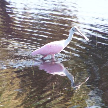 Florida Voters Ban Oil Drilling in State Waters