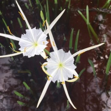 Wild Florida – Wild Flowers in Bloom