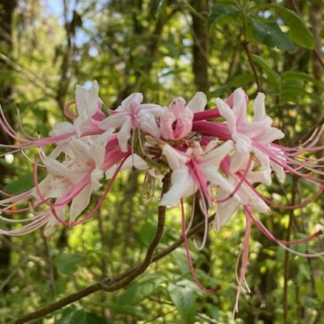 Wild Florida – Events are Back and the Woods are in Bloom